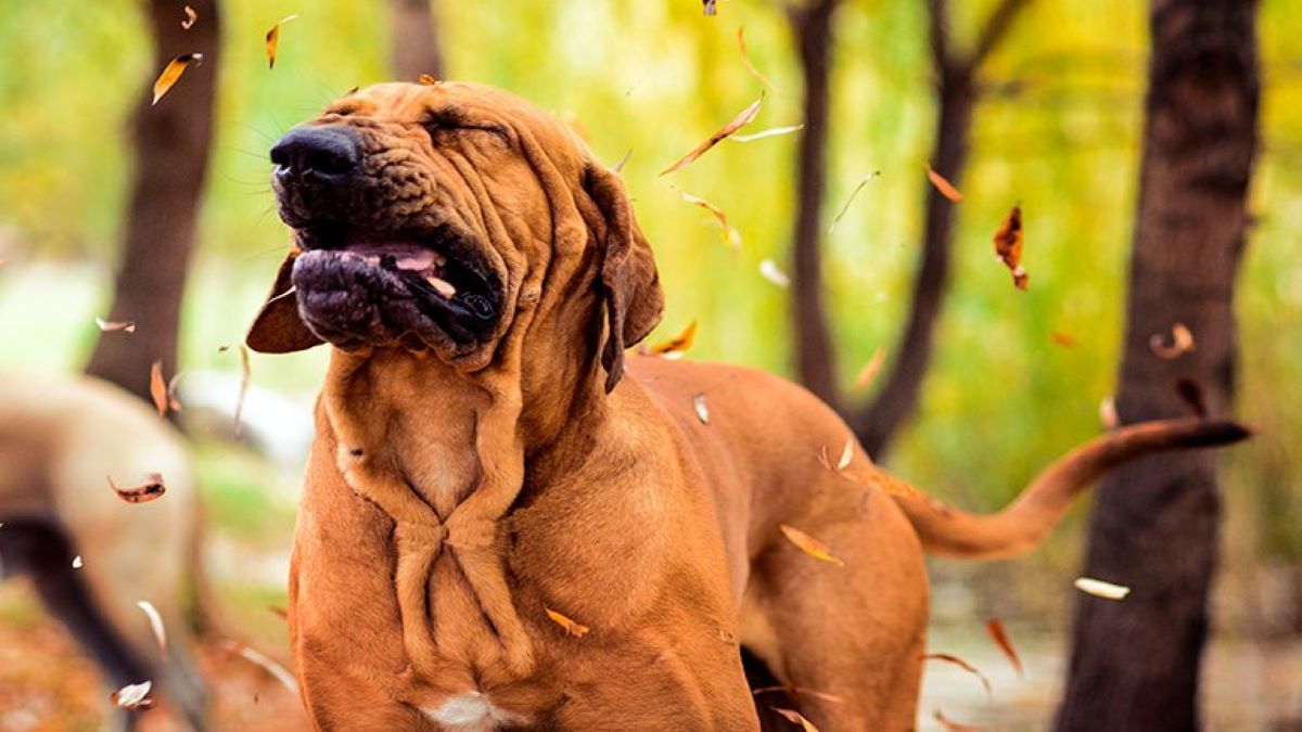 Vidéo: Qu'est-ce que l'éternuement inversé chez le chien ? Causes et traitement: