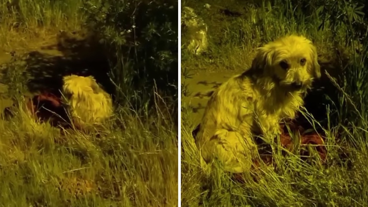 Vidéo triste: Un chiot tremblait de peur après avoir été abandonné à côté de sa couverture