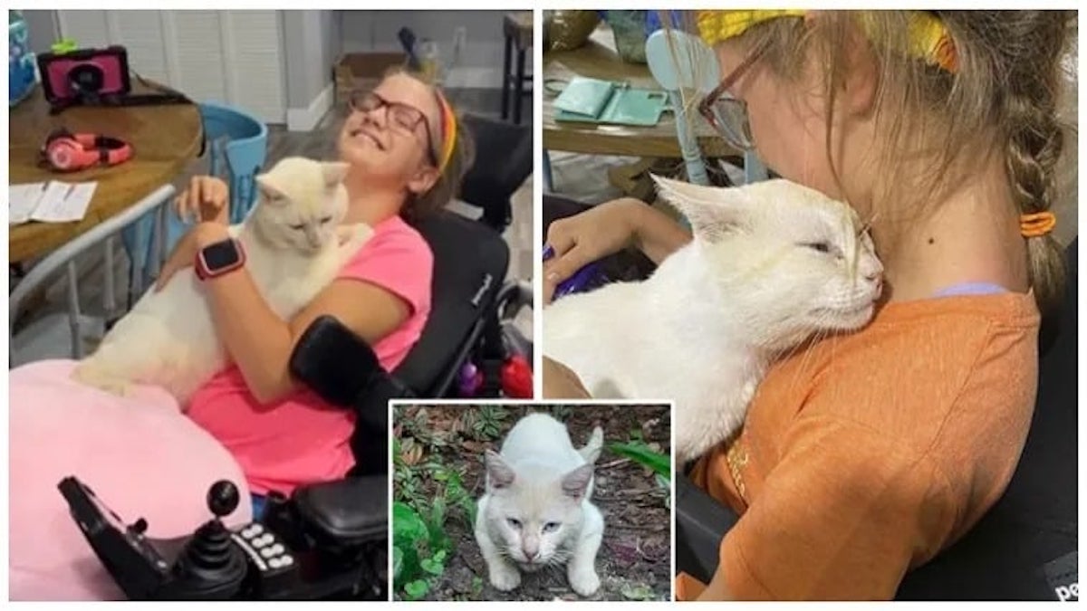Vidéo: Un chat apparaît et saute dans les bras d'une fille en fauteuil roulant, ils deviennent les meilleurs amis du monde