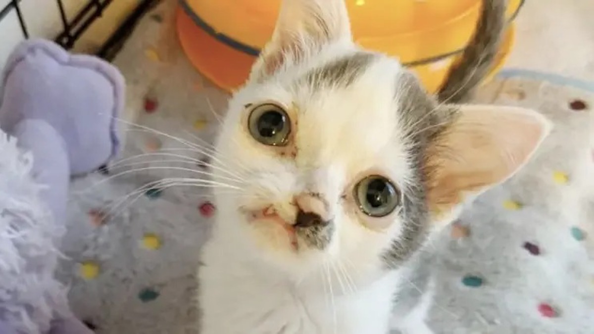 Vidéo: Un chat souffrant de déformations faciales reçoit enfin l'aide dont il a tant besoin