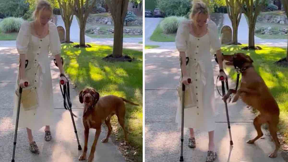 Vidéo : Un chien a sauté de joie en voyant sa maîtresse marcher pour la 1e fois depuis des années : "C'était très émouvant"