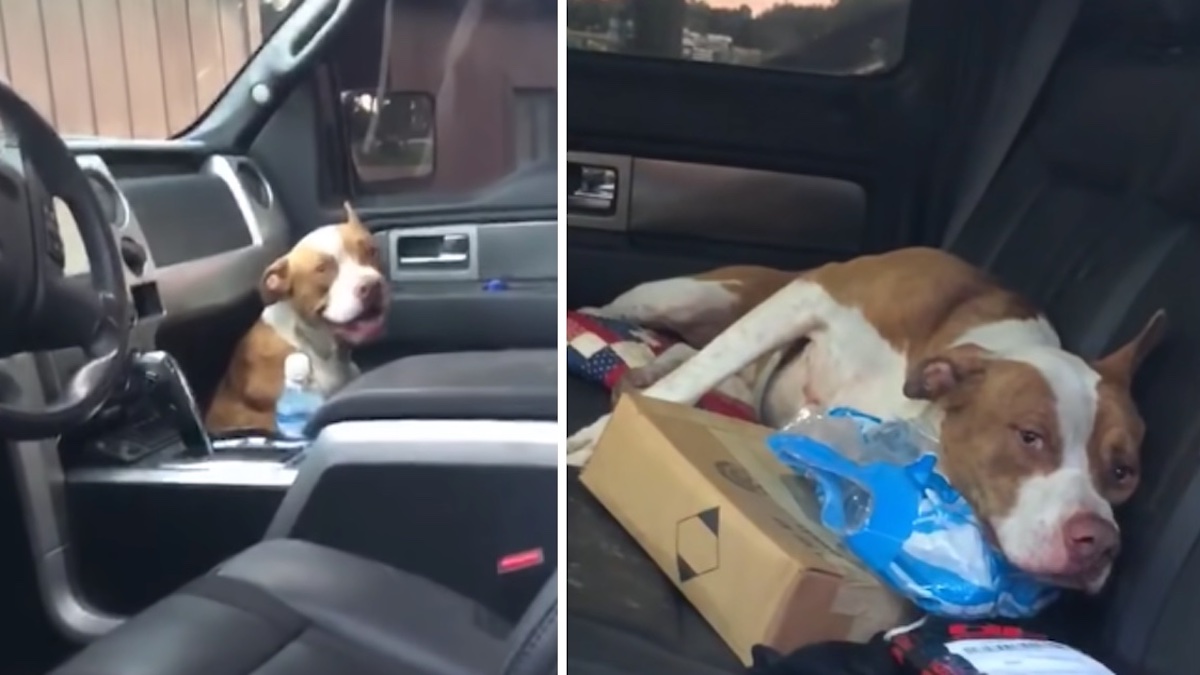 Vidéo: Un chien abandonné est monté dans une camionnette et n'en est pas descendu avant d'être adopté