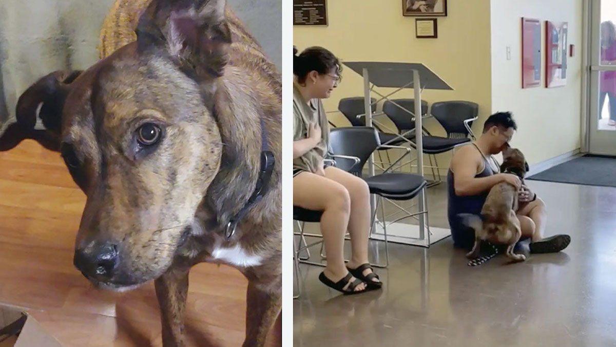 Vidéo: Un chien d'abri éclate de bonheur lorsqu'il voit la famille qu'il pensait avoir perdue à jamais
