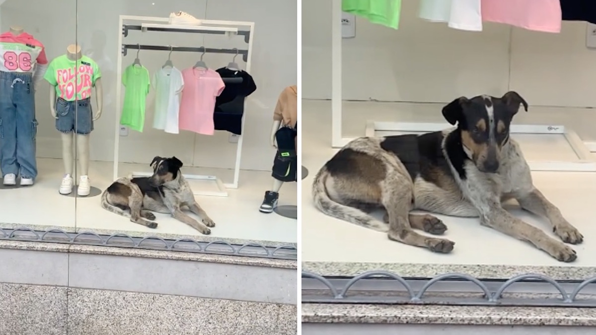 Vidéo: Un chien errant est entré dans un magasin et s'est couché dans la vitrine pour se reposer
