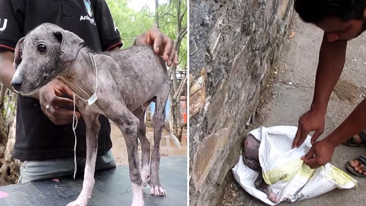 Vidéo: Un chien malade et terrifié subit une incroyable transformation grâce à l'amour des sauveteurs