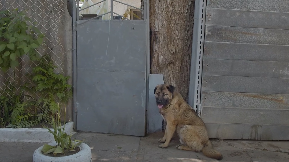 Vidéo: Un chien mis à la porte de son foyer pour avoir été trop affectueux et ne pas avoir servi de gardien