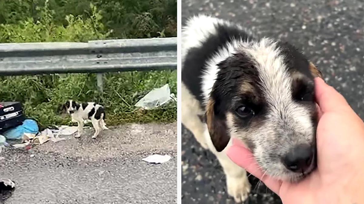 Vidéo: Un chiot a été retrouvé sous la pluie cherchant de la nourriture dans les poubelles, il était heureux d'être sauvé