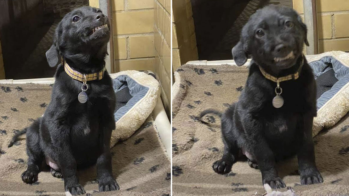 Vidéo: Un chiot sourit à tous ceux qui passent dans l'espoir de trouver un foyer