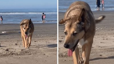 Vidéo: Un couple adopte une chienne qui se promenait le long de la plage et suppliait les gens de lui trouver un foyer