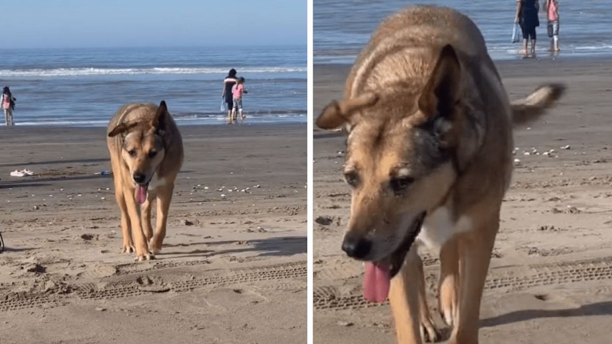 Vidéo: Un couple adopte une chienne qui se promenait le long de la plage et suppliait les gens de lui trouver un foyer