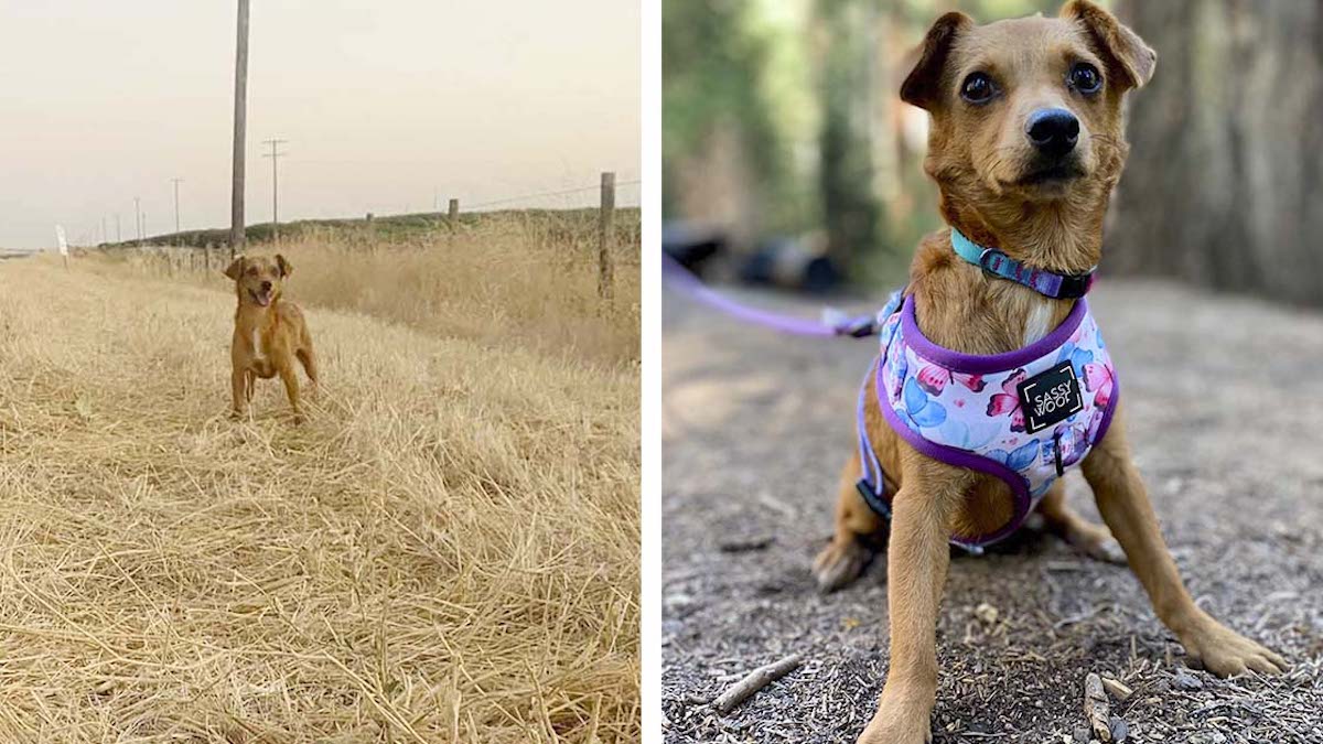 Vidéo: Un couple trouve une chienne abandonnée en vacances et décide de l'emmener en voyage avec eux
