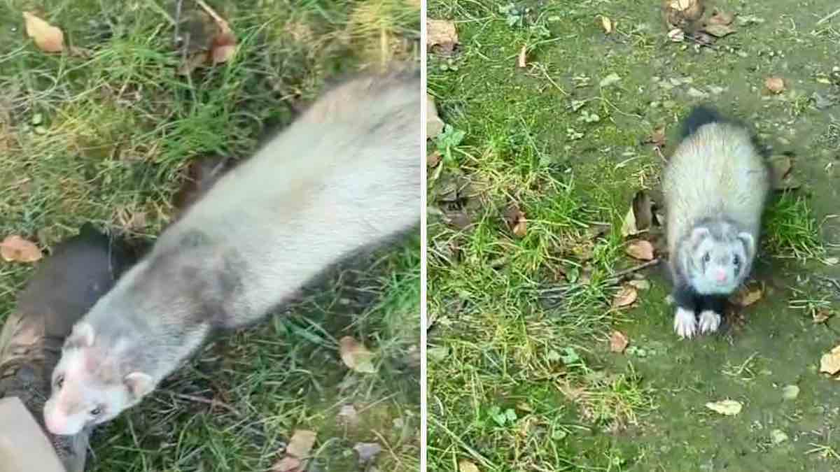 Vidéo: Un furet effrayé a couru dans les bras d'un garçon dans une forêt pour être adopté