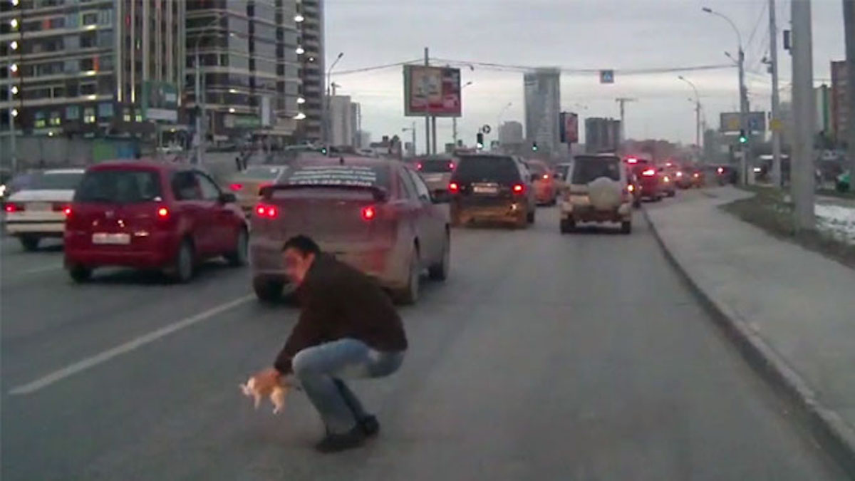 Vidéo: Un homme a arrêté la circulation pour sauver un chaton qui traversait un boulevard