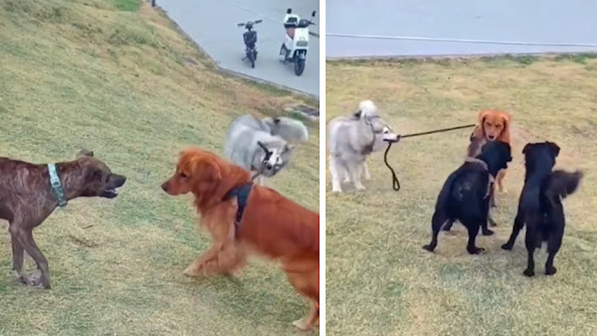 Vidéo: Un Husky tire la laisse de son frère pour l'empêcher de se "battre" avec un autre chien