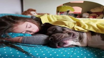 Vidéo : un pitbull affectueux ne peut pas dormir si sa sœur humaine n'est pas à côté de lui