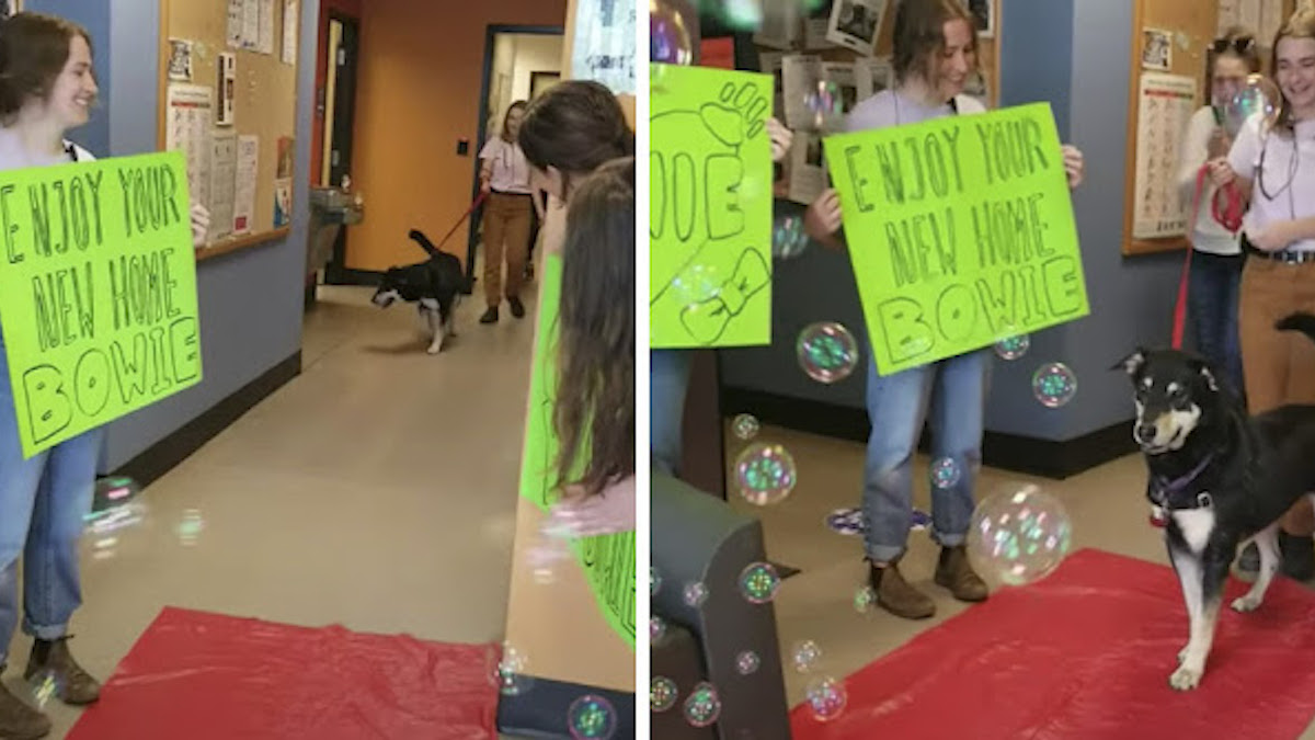 Vidéo: Un refuge offre un tapis rouge à un chien abandonné qui a finalement été adopté