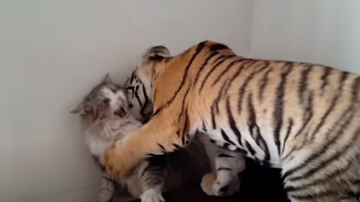 Vidéo: Un tigre s'approche d'un chat sans défense et celui-ci a une réaction inattendue