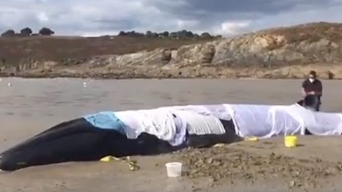 Vidéo: Une baleine échouée sur une plage française est libérée et ramenée à la mer