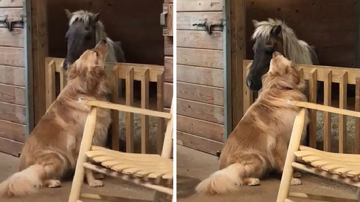 Vidéo: Une chienne court pour réconforter le cheval malade que sa famille vient de secourir