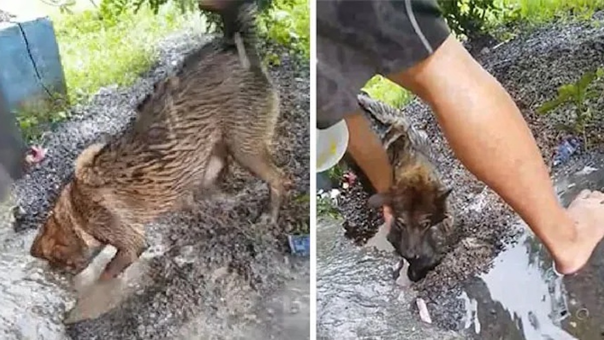 Vidéo: Une chienne rampe dans un trou inondé pour sauver ses bébés avant de se noyer