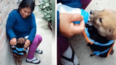 Vidéo : Une dame tricote un manteau pour son chien adoré afin de le protéger du froid