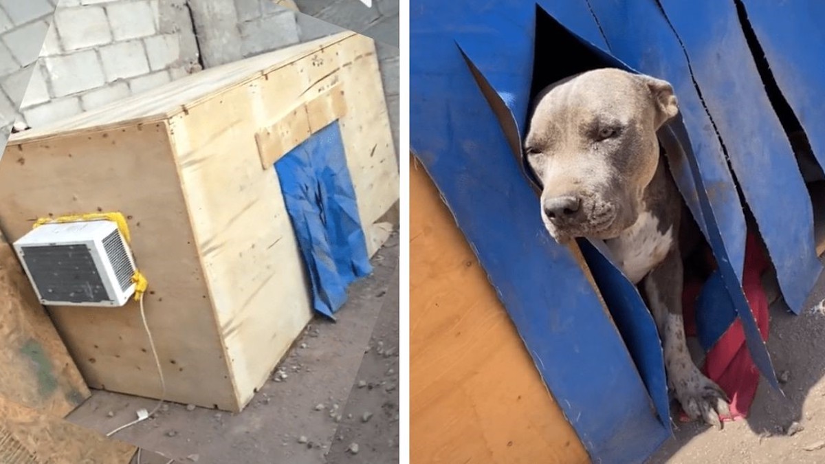 Vidéo: Une famille construit à son chien une maison avec de l'air et maintenant il ne veut plus sortir