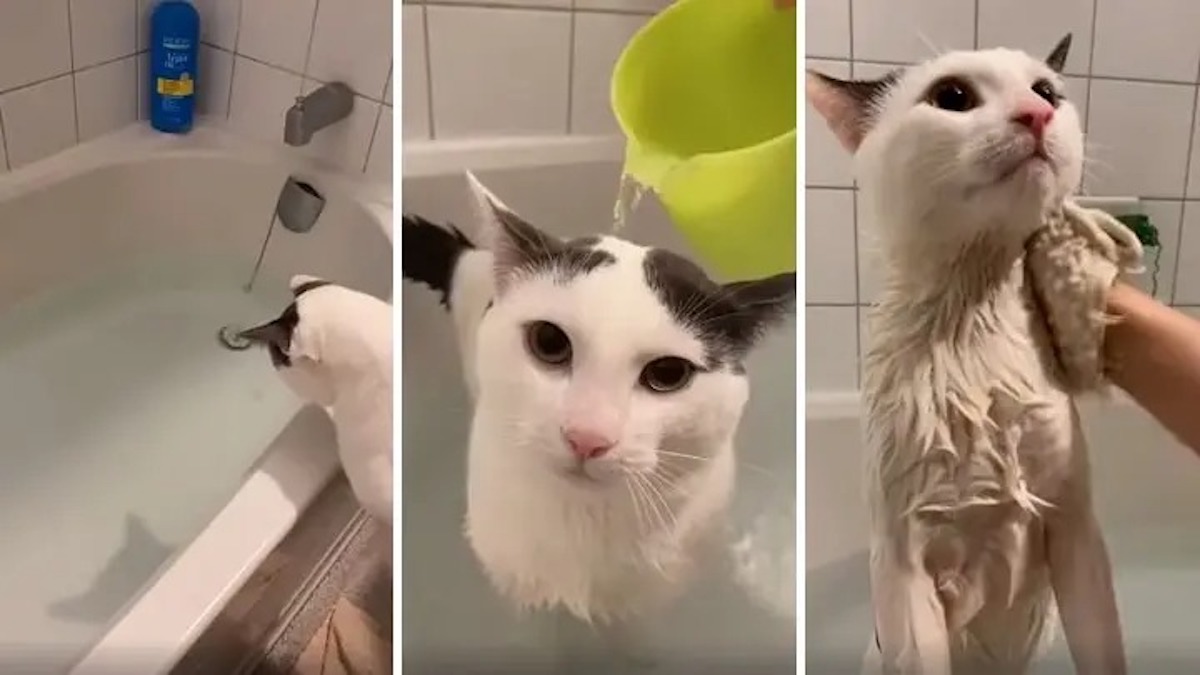 Vidéo: Une femme donne un bain à son chat pour la 1e fois, celui-ci a une réaction inattendue