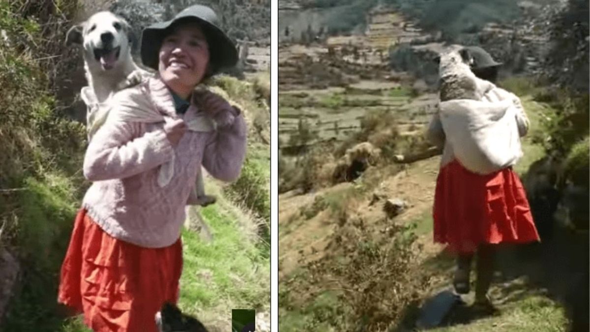 Vidéo: Une femme porte son chien sur son dos car il n'a plus la force de marcher