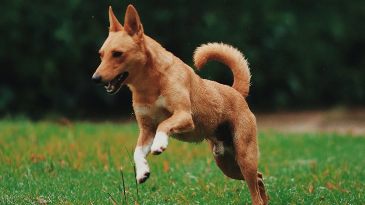 Apprenez à connaître et à utiliser ce mot-clé pour que vos chiens et chats obéissent à vos ordres