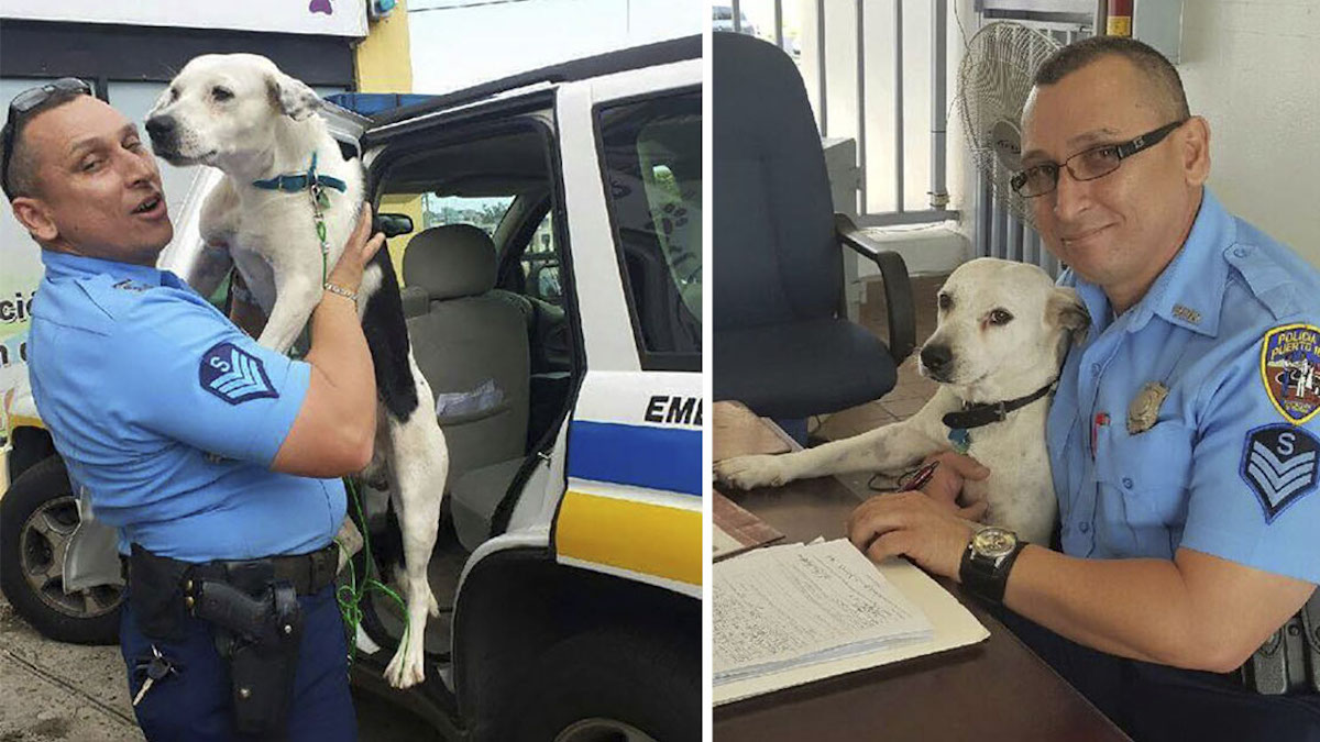 Belle histoire : un chien errant entre dans un poste de police et trouve un foyer pour toujours