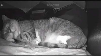 Elle a placé une caméra dans la maison de la chatte errante pour s'assurer qu'elle rentrait chez elle en toute sécurité