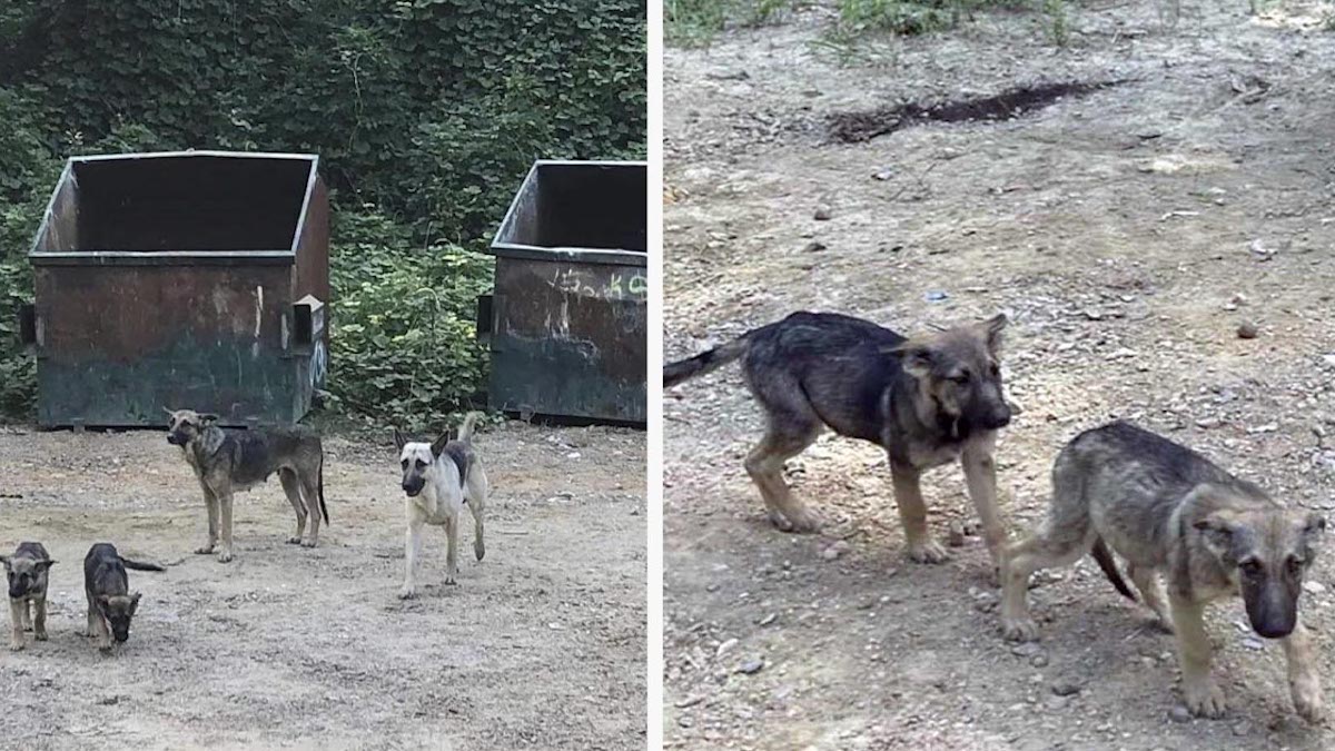 Histoire déchirante : des chiens attendent dans une décharge le retour de leurs maîtres qui les ont abandonnés