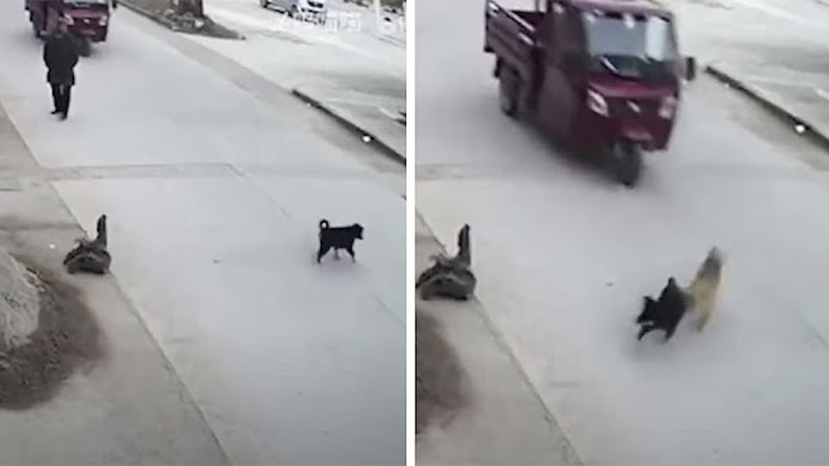 Images incroyables d'un chien errant qui a sauvé son ami d'être écrasé dans la rue en le poussant hors du chemin.