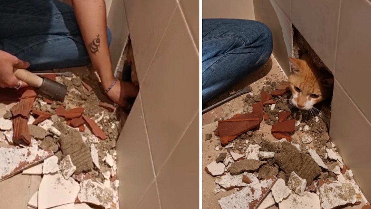 Incroyable: Une femme a cassé une baignoire pour sauver son chat qui y était coincé