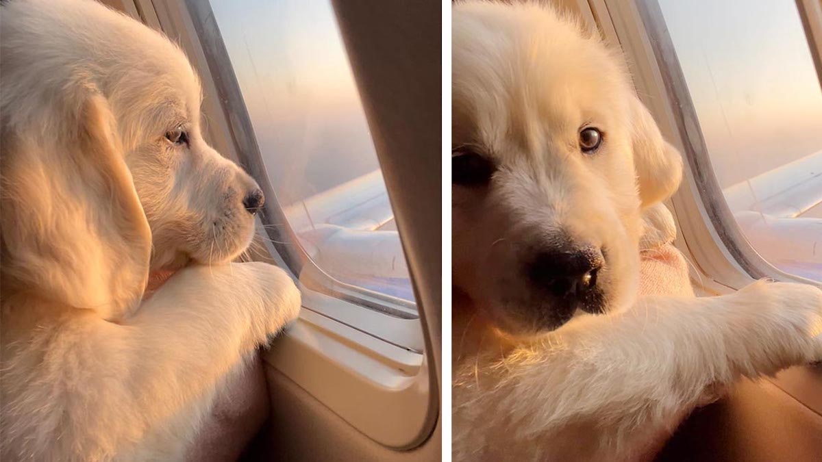 La vidéo de ce chiot profitant de son premier vol avec un siège côté hublot va égayer votre journée