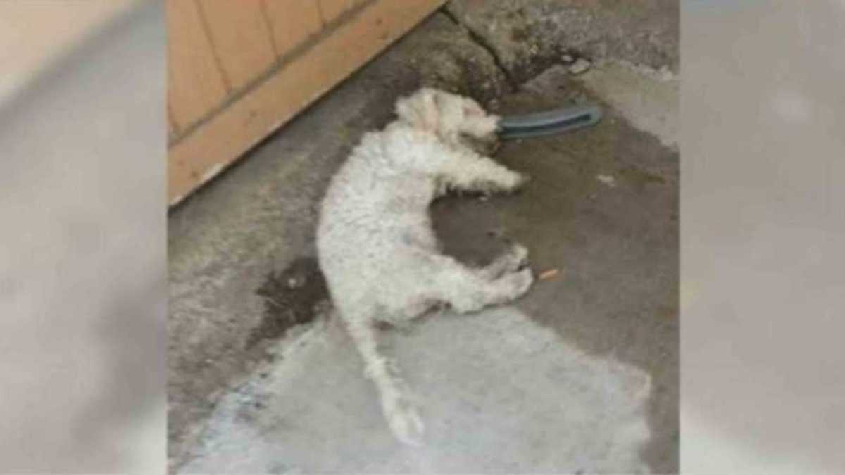 Le chien quasiment mort a levé la tête quand il a appris qu'il allait être secouru