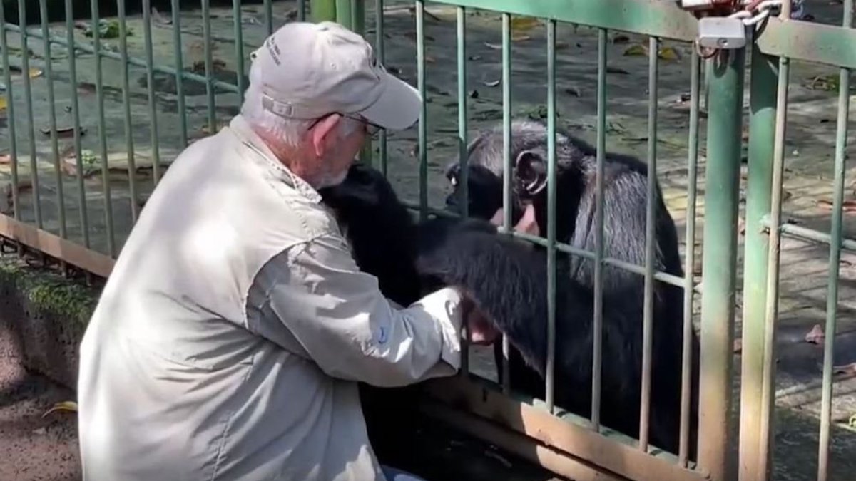 Les adieux déchirants d'un vétérinaire qui s'est occupé d'un chimpanzé