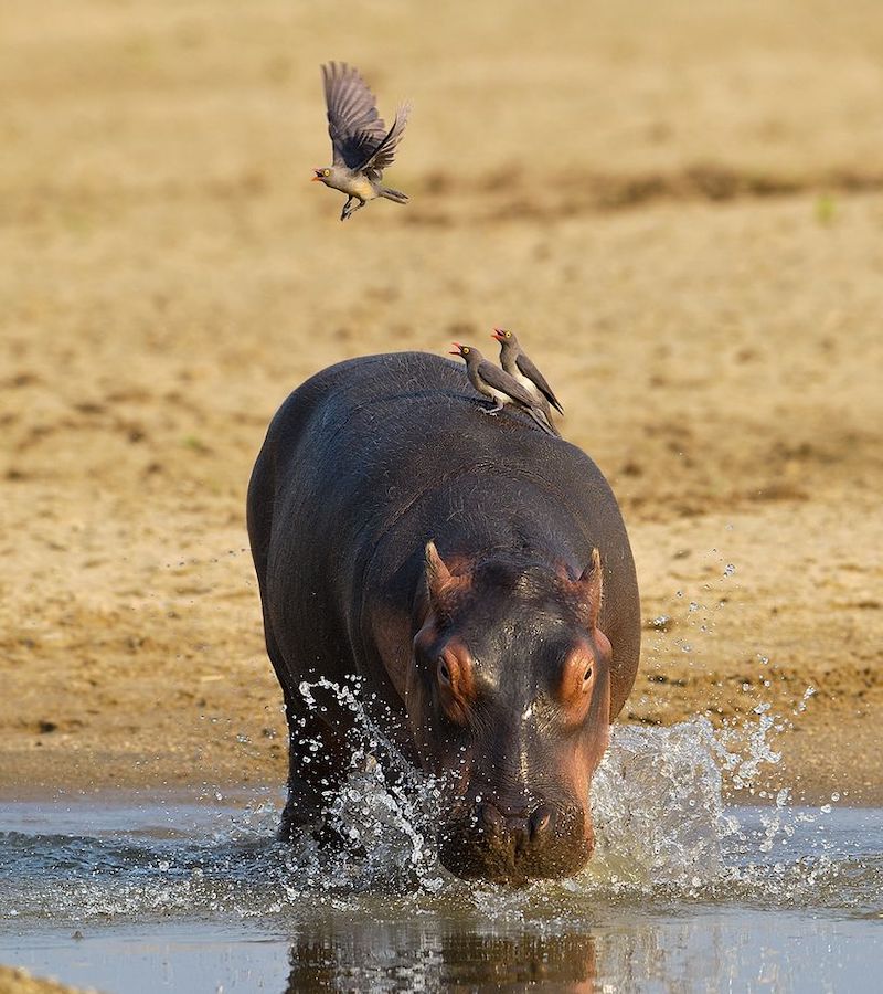 hippopotame