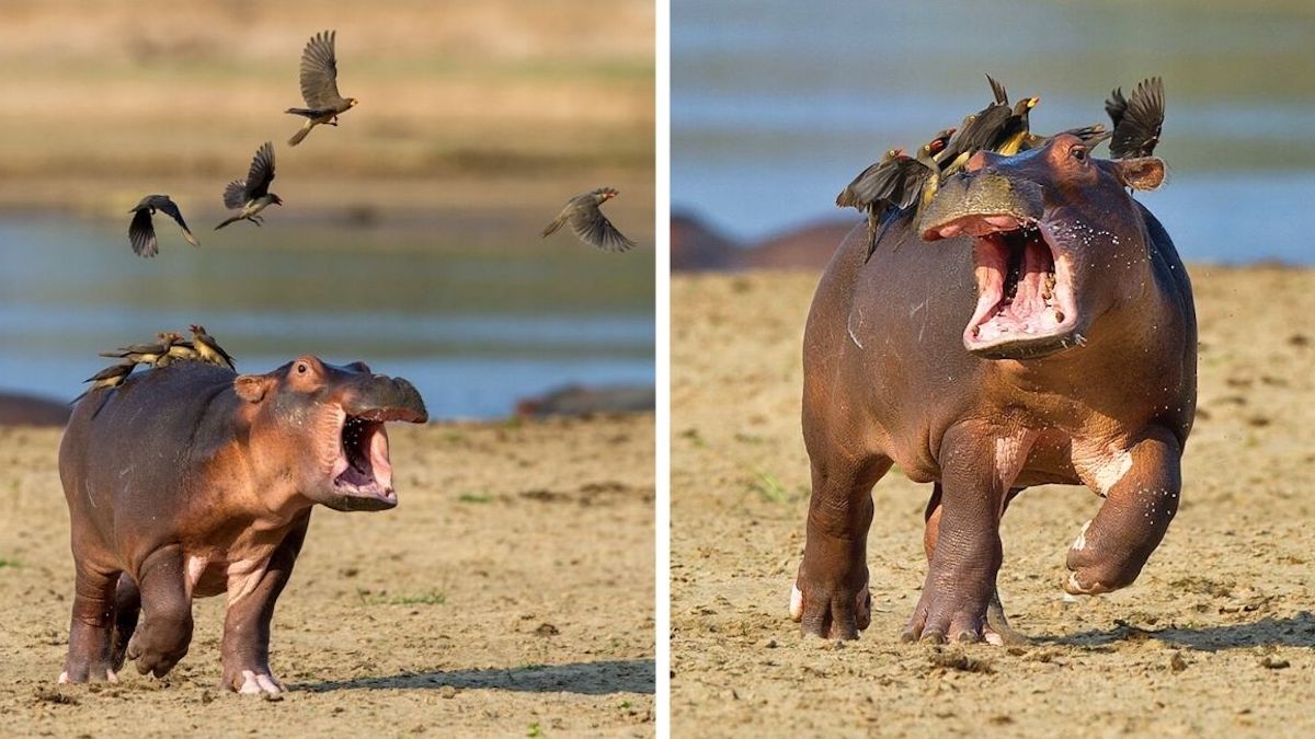 Les photos de ce bébé hippopotame essayant de fuir les oiseaux qui tentent de se poser sur son dos vont vous faire sourire