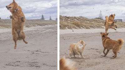Les photos vont égayer votre journée : une chienne adore la plage et ne peut s'empêcher de sauter de joie