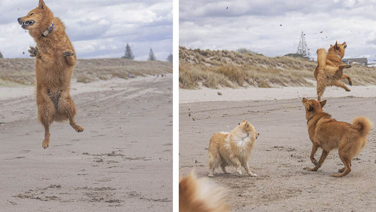Les photos vont égayer votre journée : une chienne adore la plage et ne peut s'empêcher de sauter de joie