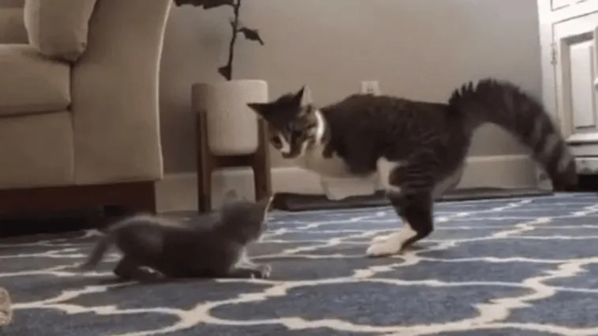 Magnifique vidéo: Un chat à deux pattes encourage de façon adorable un chaton triste à jouer