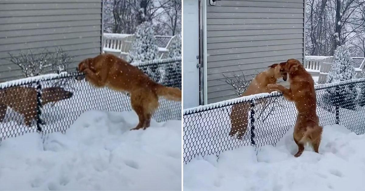 Magnifique vidéo: Une chienne surmonte sa peur de la neige pour rendre visite à son meilleur ami