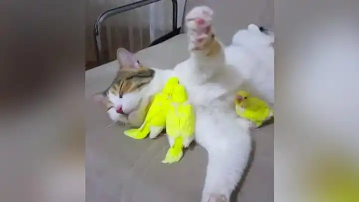 Magnifique vidéo : Une femme laisse un chat avec ses perroquets et à son retour, elle les trouve dans une scène touchante