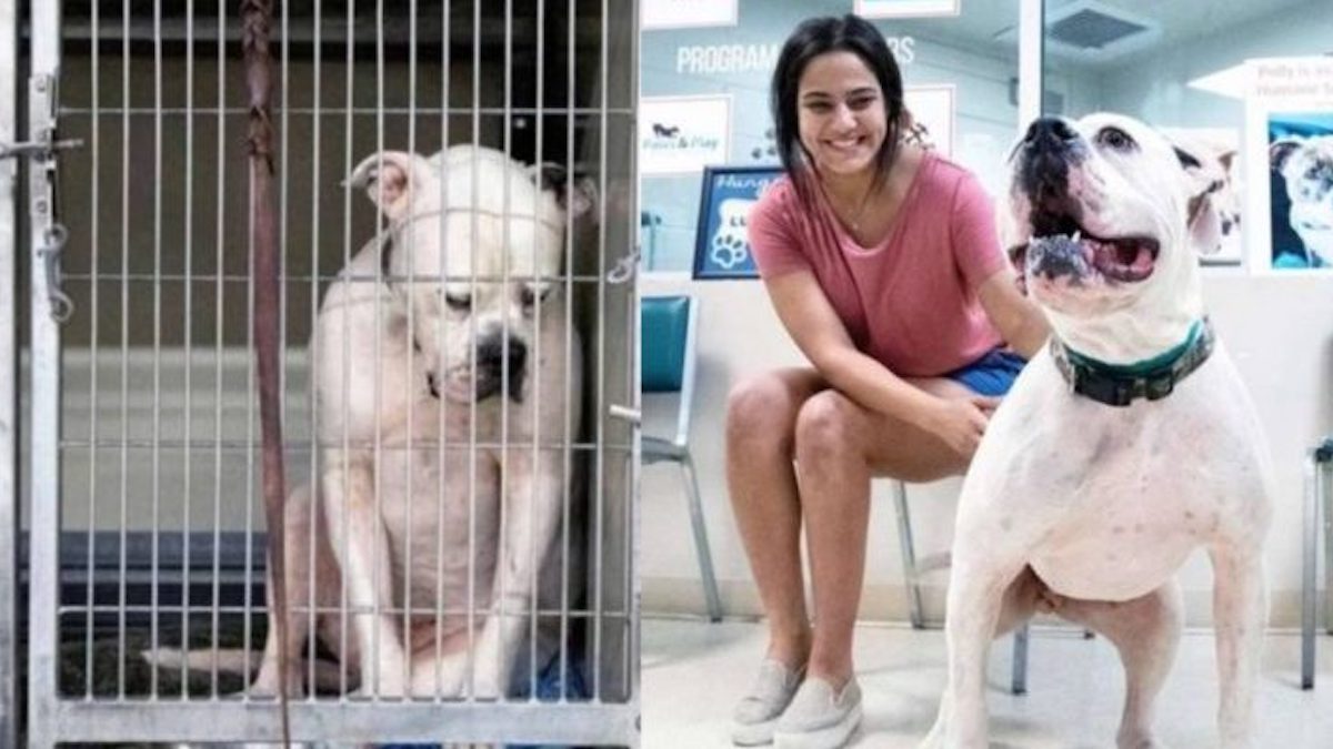 Photos émouvantes: Un chien abandonné fixe le sol dans le refuge sans comprendre pourquoi personne ne veut de lui