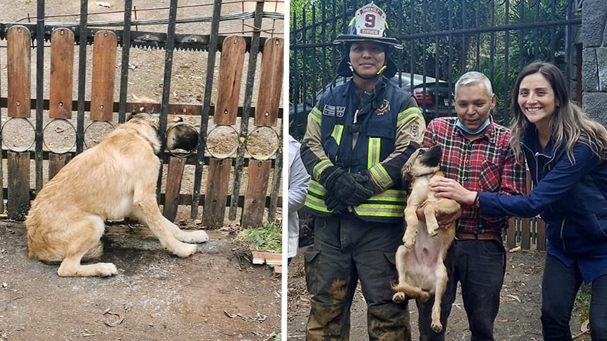 Photos: Les pompiers sauvent un chiot dont la tête était coincée dans une clôture
