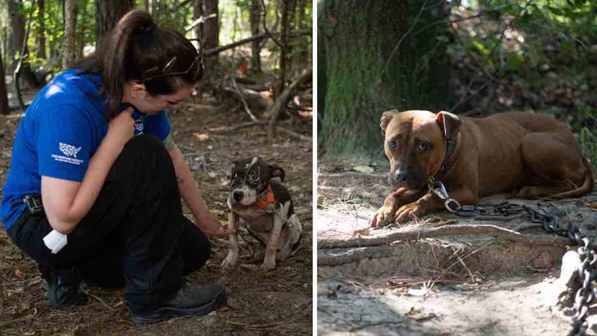 Photos très touchantes : Plus de 300 chiens traumatisés sauvés après avoir été utilisés pour des combats