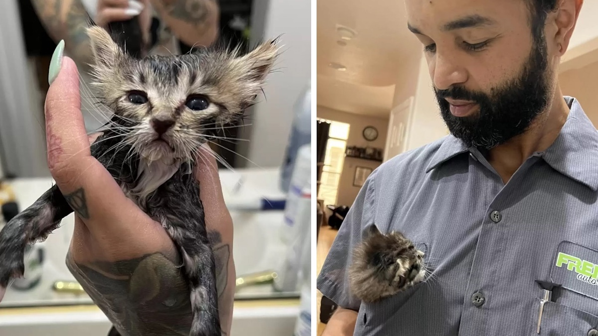 Photos: Un homme qui détestait les chats sauve maintenant des félins et ne peut plus imaginer la vie sans eux