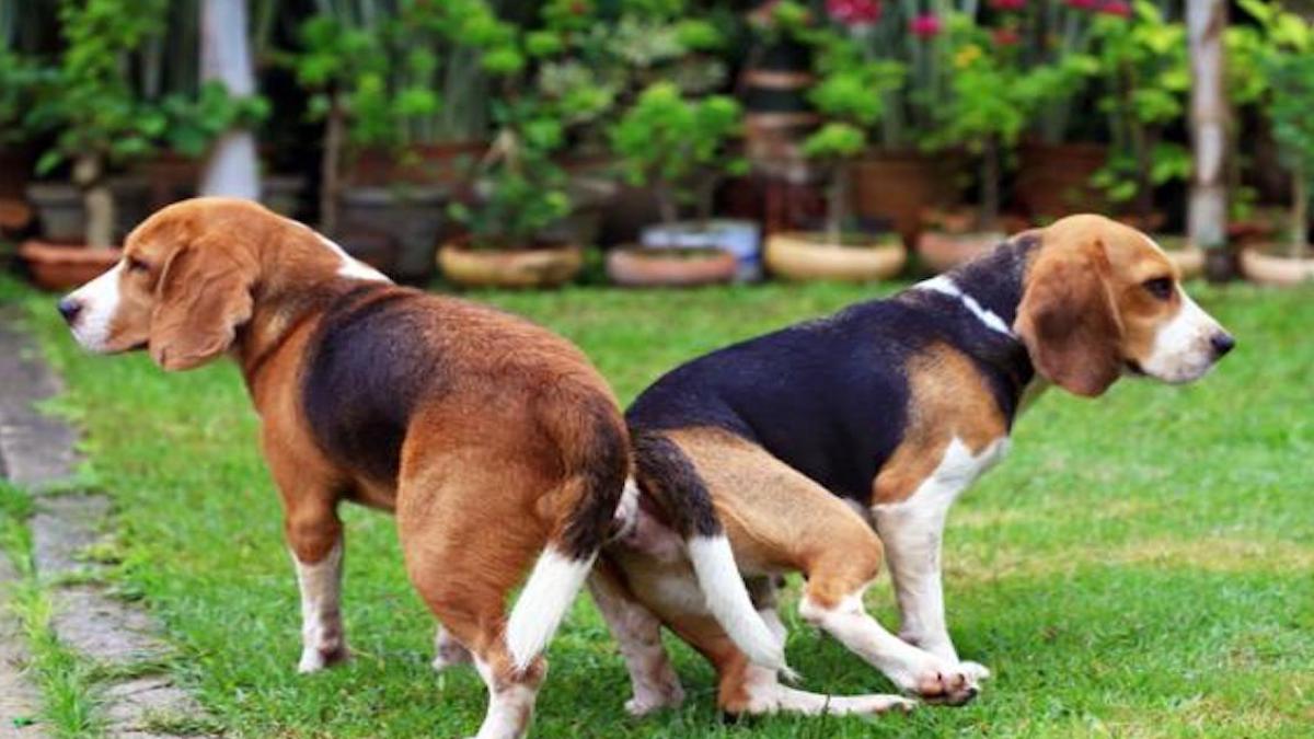 Pourquoi les chiens restent-ils coincés lorsqu'ils s'accouplent ? Découvrez la raison