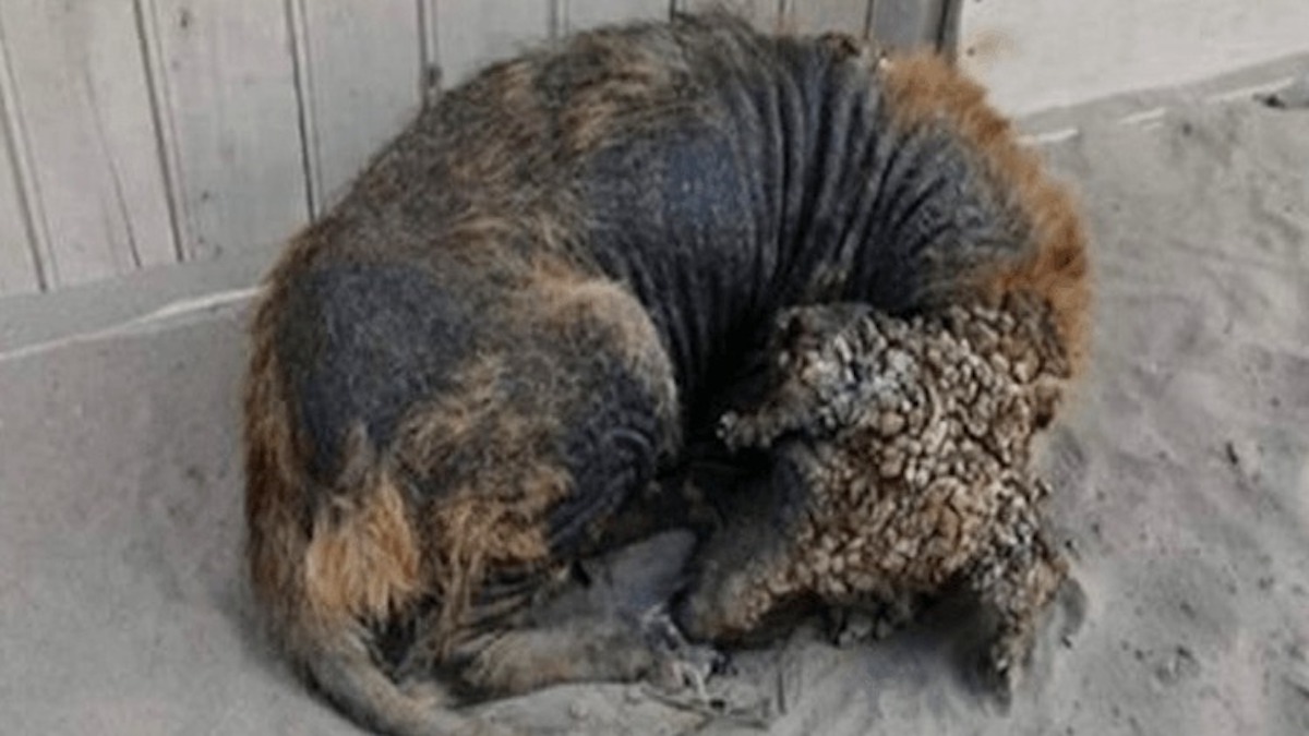 Sauvetage et transformation incroyables: un chien sale et malade, sans espoir, se recroqueville en attendant sa fin.